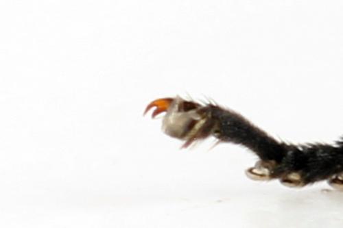 Nematus septentrionalis