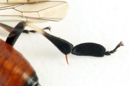 Réf. 331 940 : Nematus septentrionalis