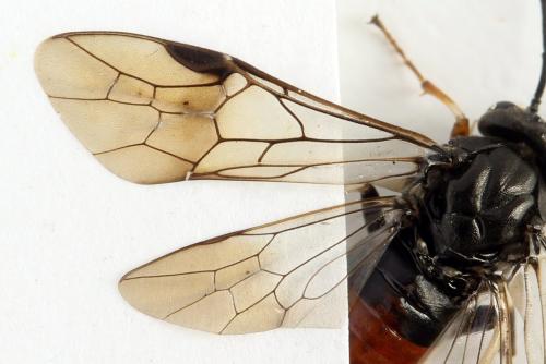 Nematus septentrionalis