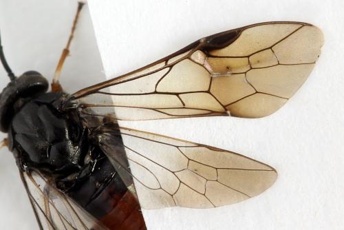 Réf. 331 942 : Nematus septentrionalis