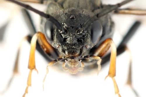 Nematus septentrionalis