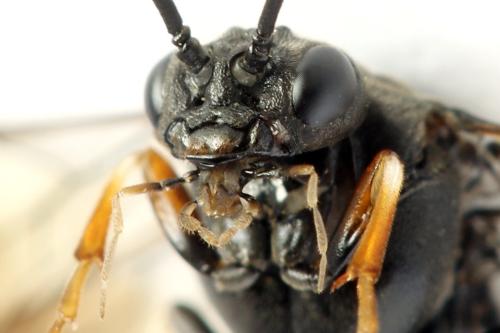Réf. 331 944 : Nematus septentrionalis