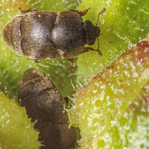 Brachypterolus vestitus
