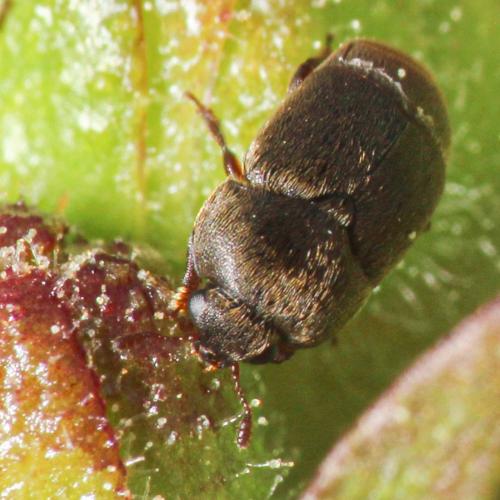 Brachypterolus vestitus