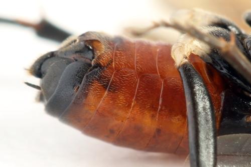 Nematus septentrionalis