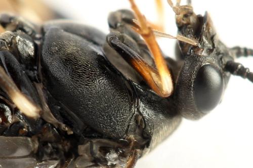 Nematus septentrionalis