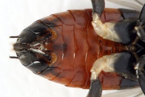 Nematus septentrionalis