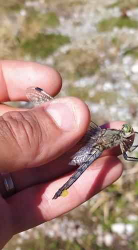 Orthetrum cancellatum