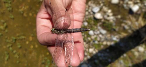 Orthetrum cancellatum