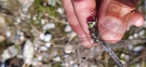 Orthetrum cancellatum
