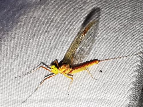 Potamanthus luteus