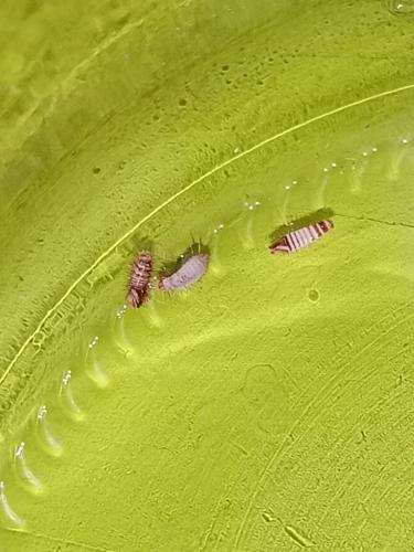 Anthrenus sp.