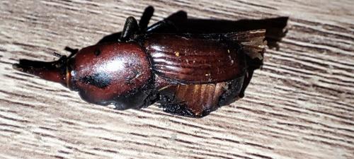 Rhynchophorus ferrugineus