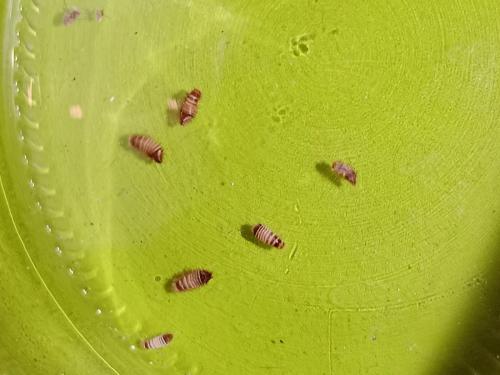 Anthrenus sp.