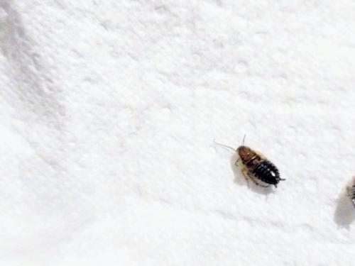 Ectobius sp.