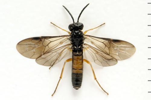 Alphastromboceros konowi