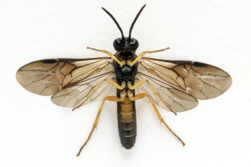 Alphastromboceros konowi
