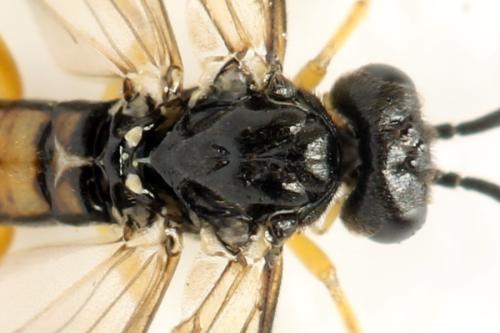Alphastromboceros konowi