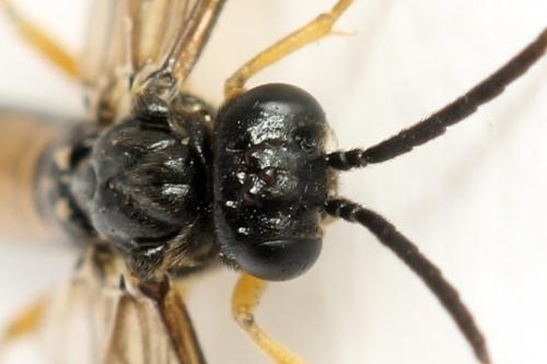 Alphastromboceros konowi