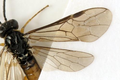 Alphastromboceros konowi