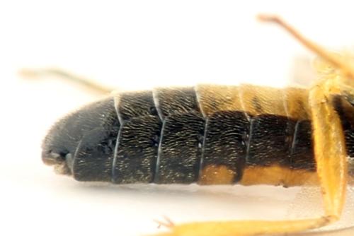 Alphastromboceros konowi