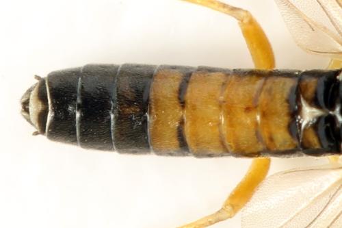 Alphastromboceros konowi