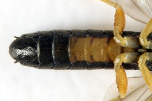 Alphastromboceros konowi