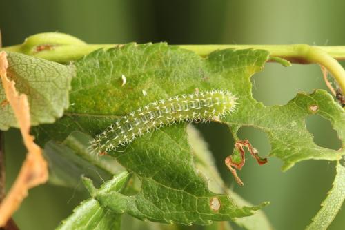 Pareophora pruni