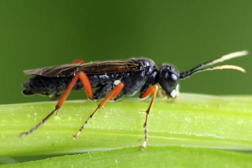 Tenthredo velox