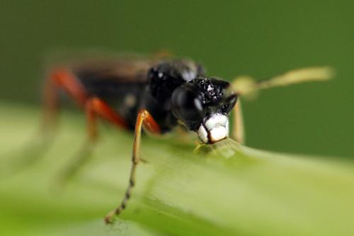 Tenthredo velox