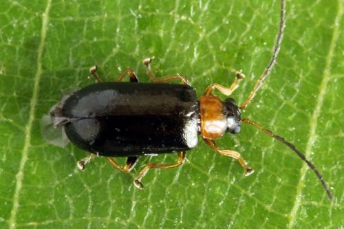 Réf. 331 539 : Luperus sp.