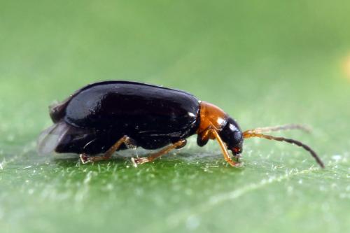 Réf. 331 540 : Luperus sp.