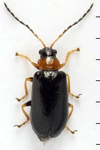 Réf. 331 541 : Luperus sp.