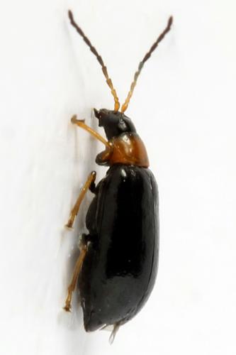 Réf. 331 542 : Luperus sp.