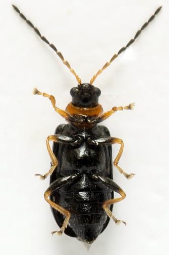 Réf. 331 543 : Luperus sp.