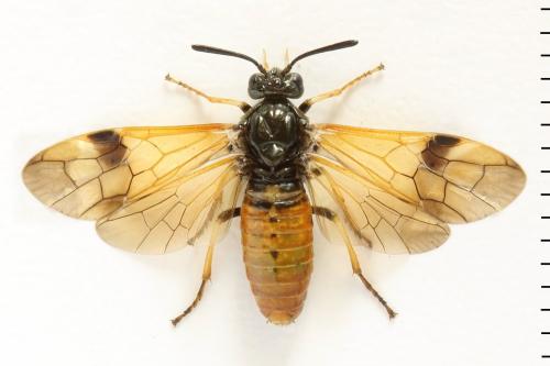 Réf. 331 614 : Arge dimidiata