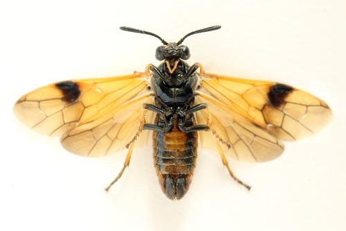 Arge dimidiata