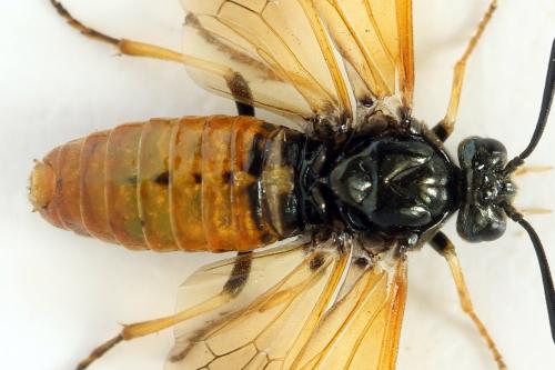 Réf. 331 616 : Arge dimidiata