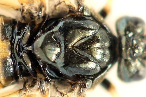 Réf. 331 617 : Arge dimidiata
