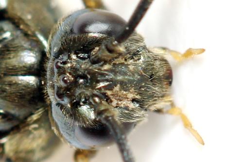 Réf. 331 618 : Arge dimidiata