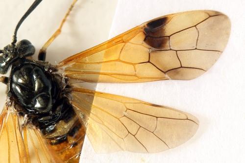 Réf. 331 620 : Arge dimidiata