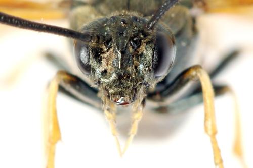 Réf. 331 621 : Arge dimidiata