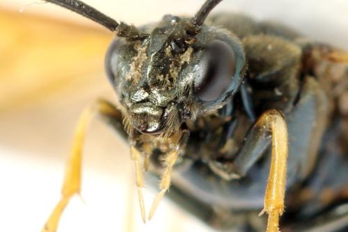 Réf. 331 622 : Arge dimidiata