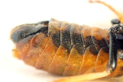 Réf. 331 623 : Arge dimidiata