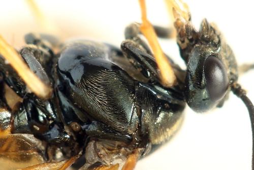 Réf. 331 624 : Arge dimidiata