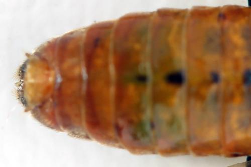 Réf. 331 625 : Arge dimidiata