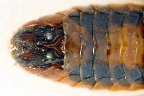 Réf. 331 626 : Arge dimidiata