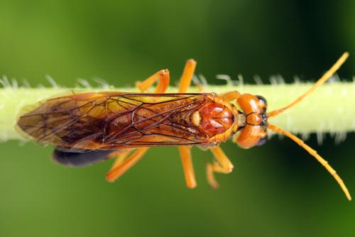 Tenthredo adusta