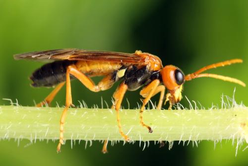 Tenthredo adusta