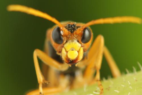 Tenthredo adusta